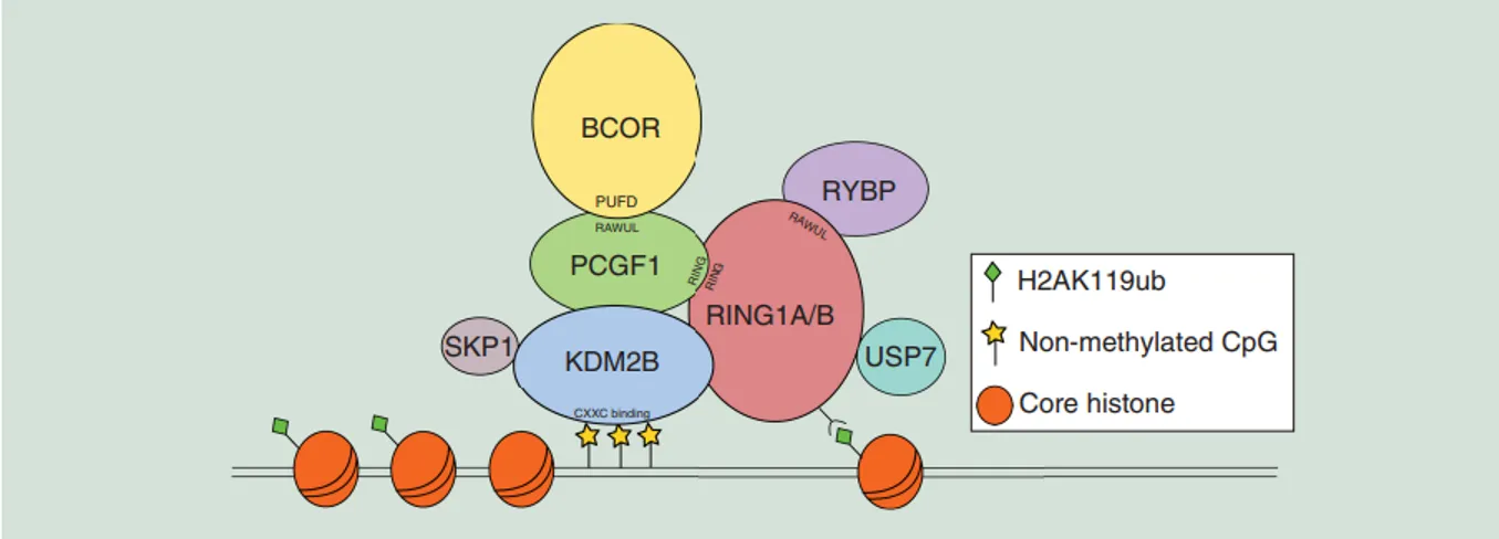 Schematic representation of the polycomb repressive complex 1.1 model. The core complex is composed of the catalytic enzyme RING1A/B that forms a dimer with PCGF1 through the RING finger domains, and that deposits an ubiquitin moiety to histone H2A at Lys119 (H2AK119ub). BCOR binds to PCGF1 by means of its PUFD domain, while RYBP is bound to the RAWUL domain of RING1A/B. Recruitment to chromatin is due to KDM2B that recognizes nonmethylated CpG islands by its CXXC-binding domain. Other members of the complex are SKP1, that associates with KDM2B, and USP7, acting as a deubiquitinating enzyme. PUFD: PCGF Ub-like fold discriminator.