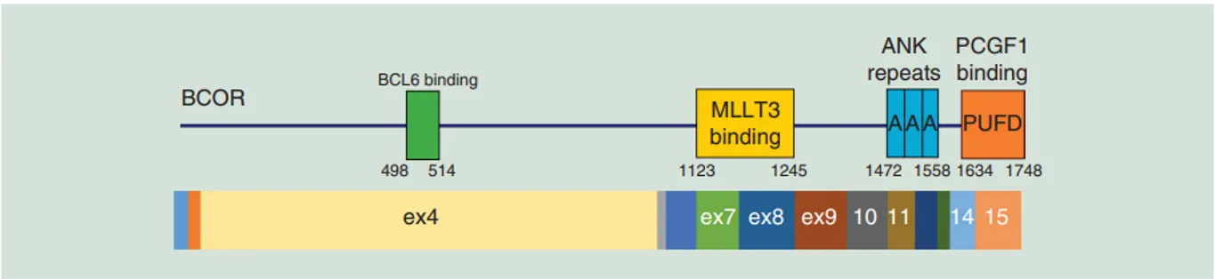 Structure and functional domains of BCOR, including BCL-6- and MLLT3-binding domains, ankyrin repeats and the PUFD domain. A schematic representation of the exon structure is also shown below the protein domains. 