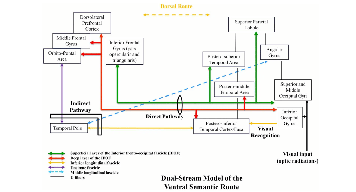 Proposal of a dual-stream model of the ventral amodal semantic route, with incorporation of anatomic constraints, elaborated on the basis of structural-functional correlations provided by intraoperative DES.