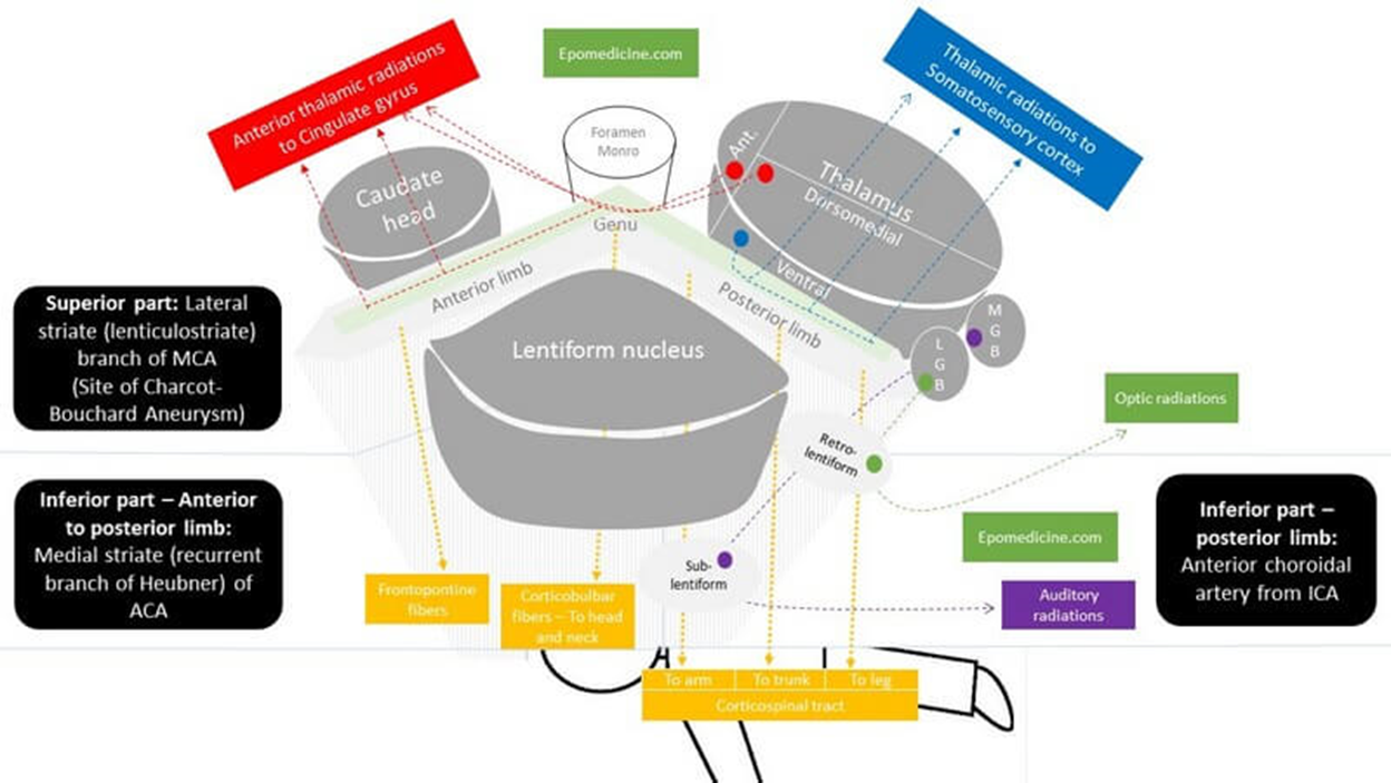 Diagram shows how the frontal thalamic radiation goes through ant limb of internal capsule