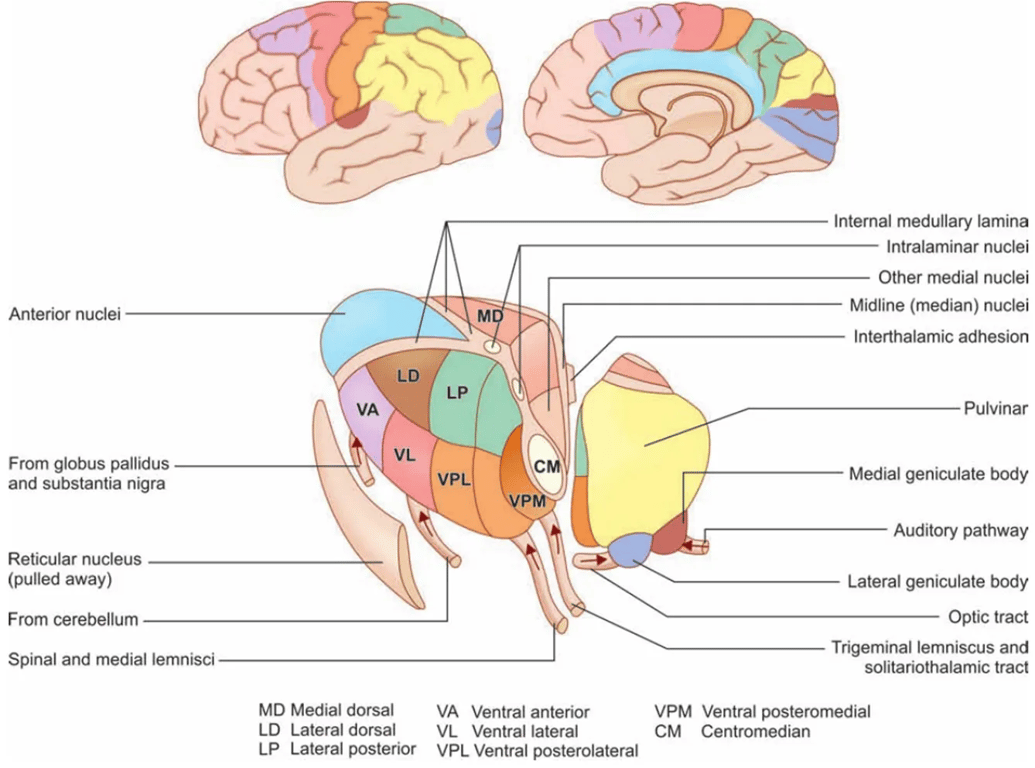 Diagram to show areas of superolateral and medial surfaces of cerebral cortex that are connected to individual thalamic nuclei. The connections are reciprpcal.