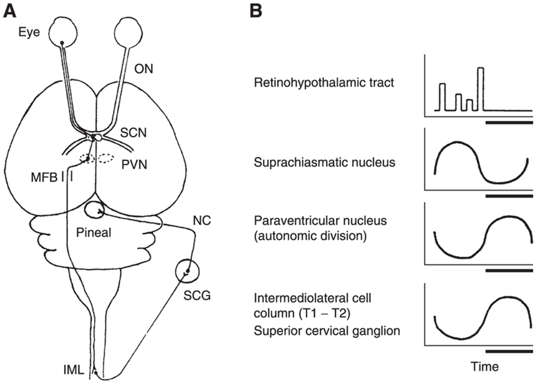 A. Neural pathway that controls the circadian rhythm in pineal melatonin secretion. IML, intermediolateral spinal cord cell column; MFB, medial forebrain bundle; NC, nervi conarii; ON, optic nerve; PVN paraventricular nucleus; SCG, superior cervical ganglion; SCN, suprachiasmatic nucleus. 
B. Schematic illustration of rhythms of neuronal activity in sequential components of the neural pathway that mediates the effects of light on pineal secretory activity