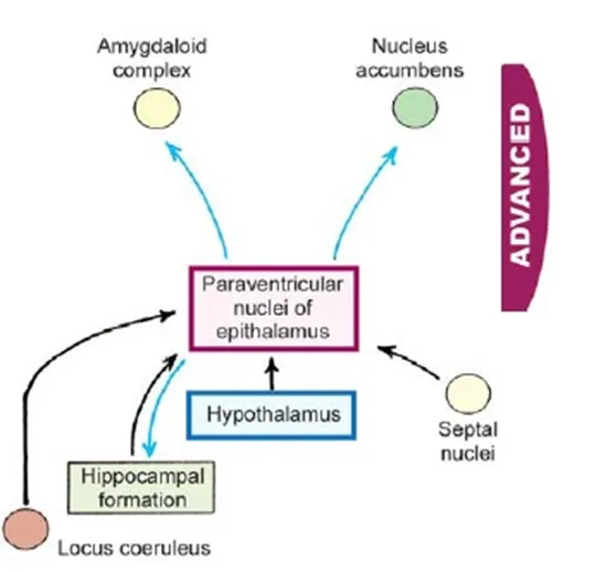 Connections of paraventricular nuclei of the epithalamus