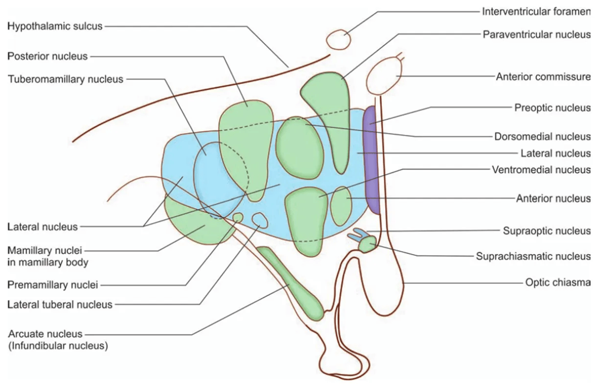 Main hypothalamic nuclei as seen from the medial (ventricular) aspect