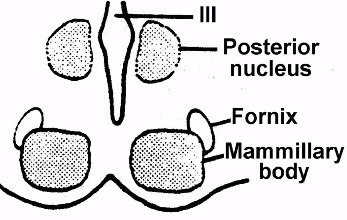 Medial Mammillary region