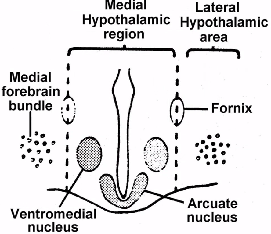 Medial tuberal region 