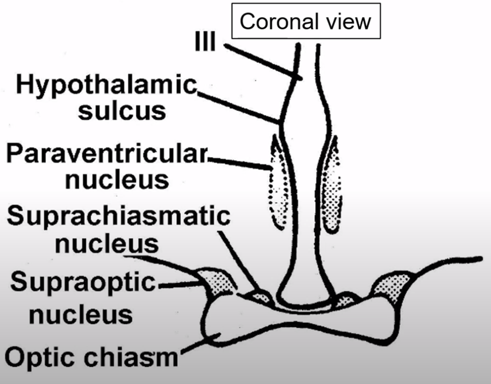 Medial supraoptic region  