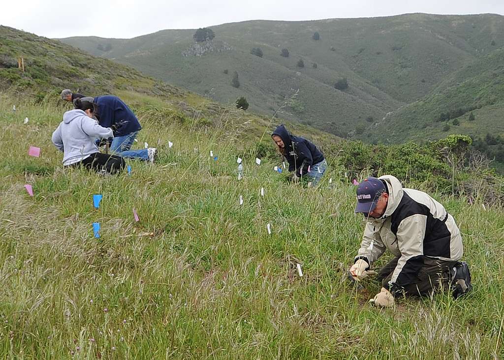 coast-guard-volunteers-work-on-habitat-restoration-0d1e02.jpg