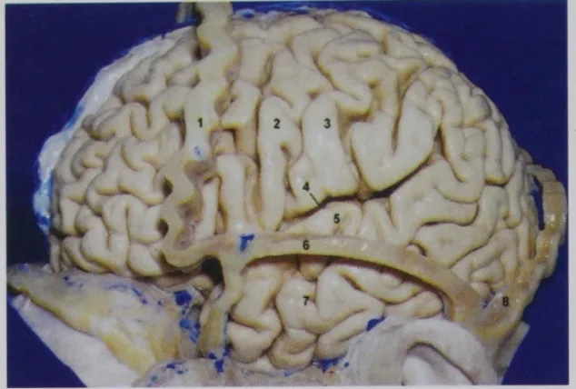 A lateral view showing the left cerebral hemisphere with the coronal, lambdoid, and squamous sutures maintained in position.