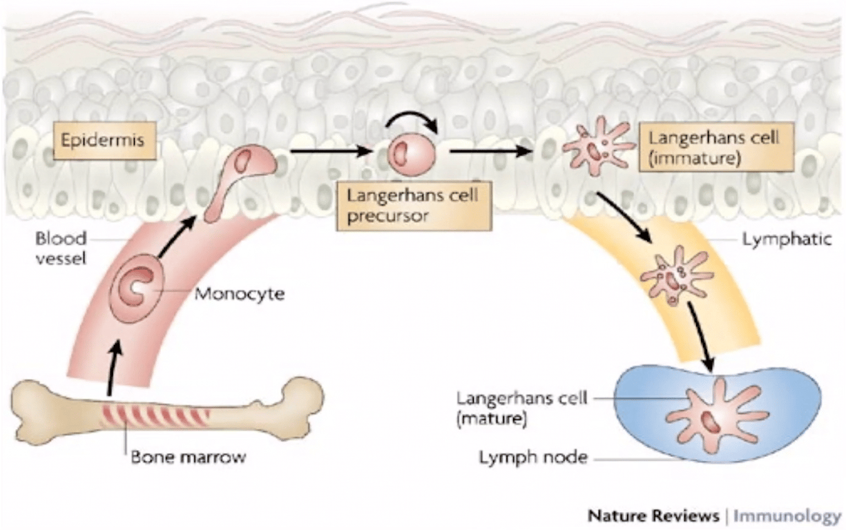 Life cycle of Langerhans cells. Note epidermotropism of immature Langerhans cell.