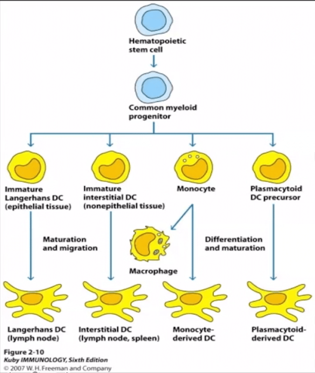 Langerhans Cell Histiocytosis derive from Langerhans Dendritic Cells; Non-LCH disorders derive from interstitial dermal cells; Granulomatous disorders derive from macrophages and monocyte derived dendritic cells