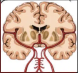 Only 1/3 will work with IV TPA 2/3 will not work 