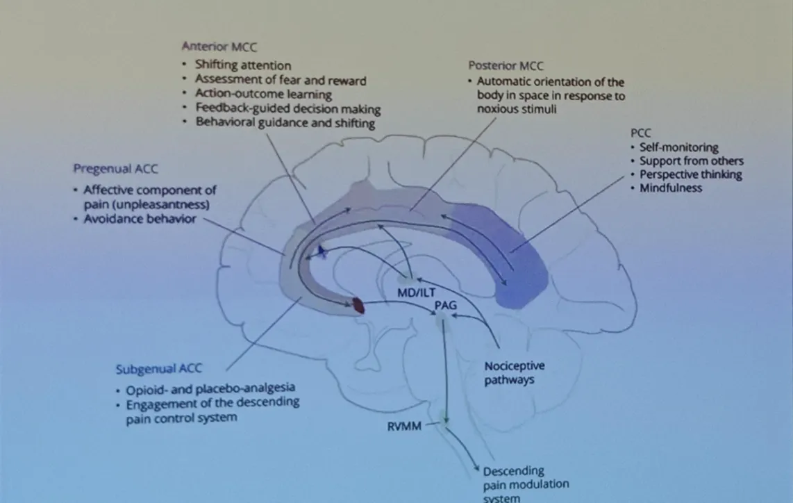 Relief pain by targeting cingulate gyrus