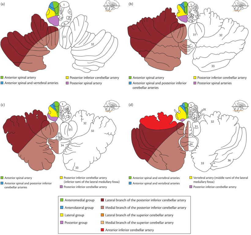 Arterial vascular territories to the brainstem, cerebellum, and cerebrum. Reproduced from Bo Norrving, Oxford Textbook of Stroke and Cerebrovascular Disease, Oxford University Press, Oxford, UK. Copyright © 2014. By permission of Oxford University Press.