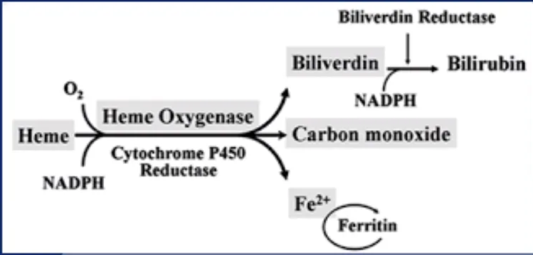 Xanthochromia 02 Heme Oxygenase Heme Cytochrome P4SO Reductase NADPH Biliverdin Reductase Biliverdin Bilirubin NADPH Carbon monoxide Fe2+ Ferritin 