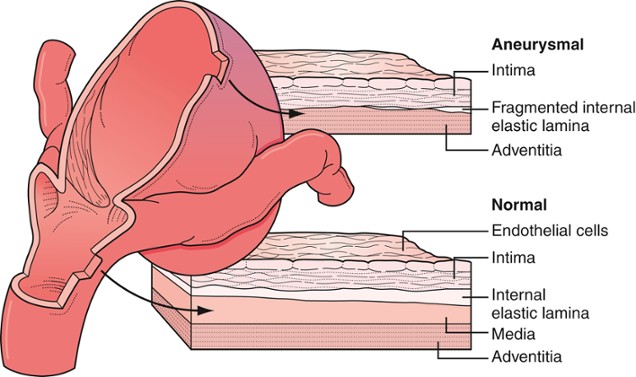 A diagram of a human body AI-generated content may be incorrect.