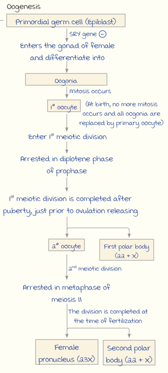 Oogenesis