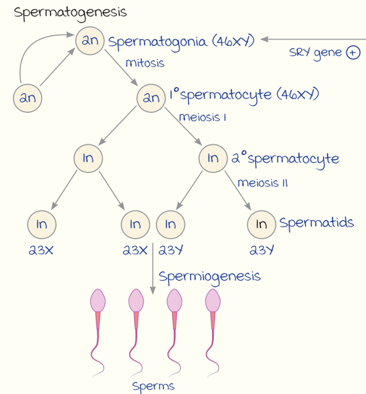 Spermatogenesis