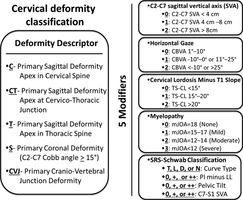  D = double; L = lordosis; N = none; T = thoracic.