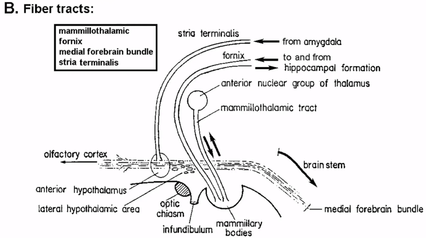 Summary diagram of major fiber tracts of the hypothalamus (excluding supraopticohypophyseal).