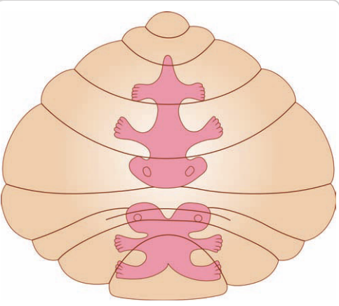 A pink and white shell with feet AI-generated content may be incorrect.
