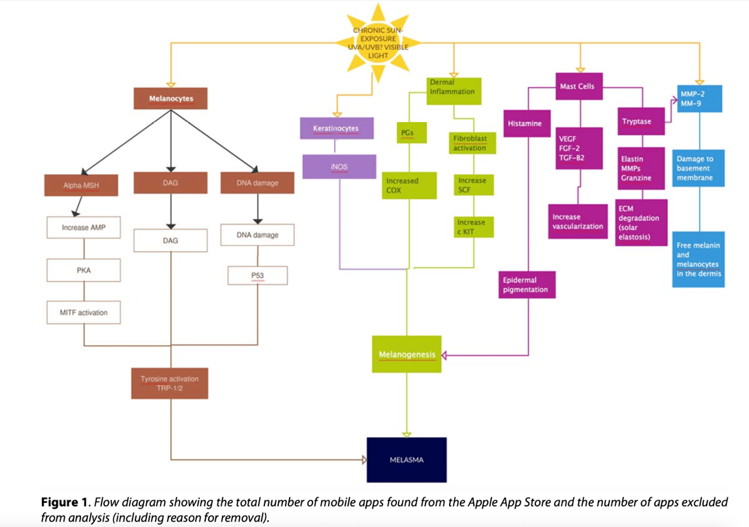 Melasma pathogenesis