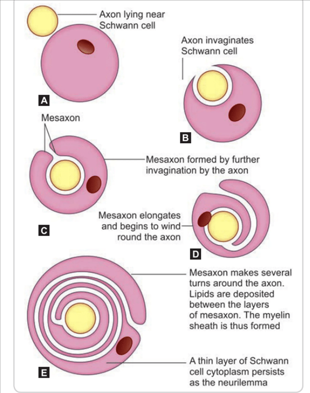 (A) Stages in the formation of the myelin sheath by a Schwann cell—the axon, which first lies near the Schwann cell; (B and C) Then it invaginates into its cytoplasm, and comes to be suspended by a mesaxon. (D and E) The mesaxon elongates and comes to be spirally wound around the axon