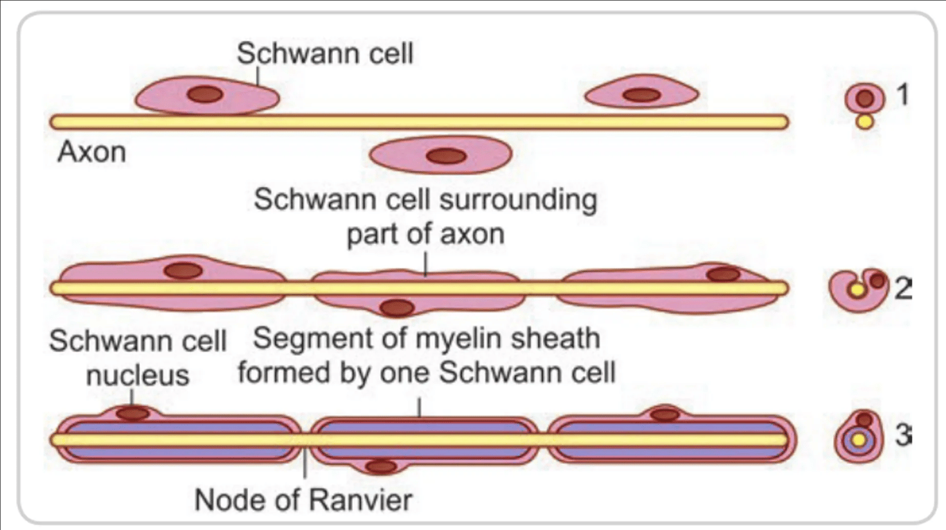 Each Schwann cell forms a short segment of the myelin sheath. The figures to the right are transverse sections through the nerve fibre, at the corresponding stages