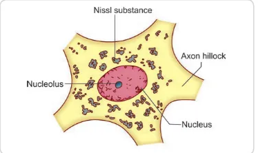 Neuronal cell body showing Nissl substance