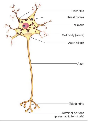 Parts of typical neuron