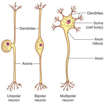 Dendrites Dendrites Soma (cell body) Axon hillock Unipolar neuron Bipolar neuron Multipolar neuron 
