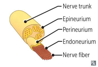 Peripheral nerve