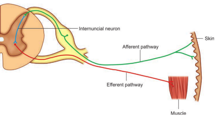 Internuncial neuron Skin Afferent pathway Efferent pathway Muscle 