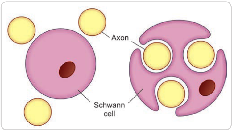 Diagram of a cell with different types of cell types AI-generated content may be incorrect.