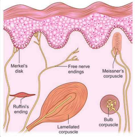 Merkel's disk Rufini's ending Free nerve endings Lamellated corpuscle Meissner's corpuscle Bulb corpuscle 