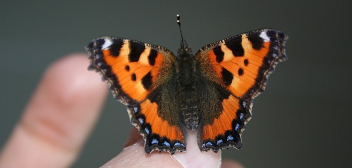 Liberté et responsabilité pour être heureux au travail