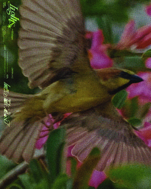 LIGHTS (MIXTAPE) | MINH LAI X OUTOFNOTHING