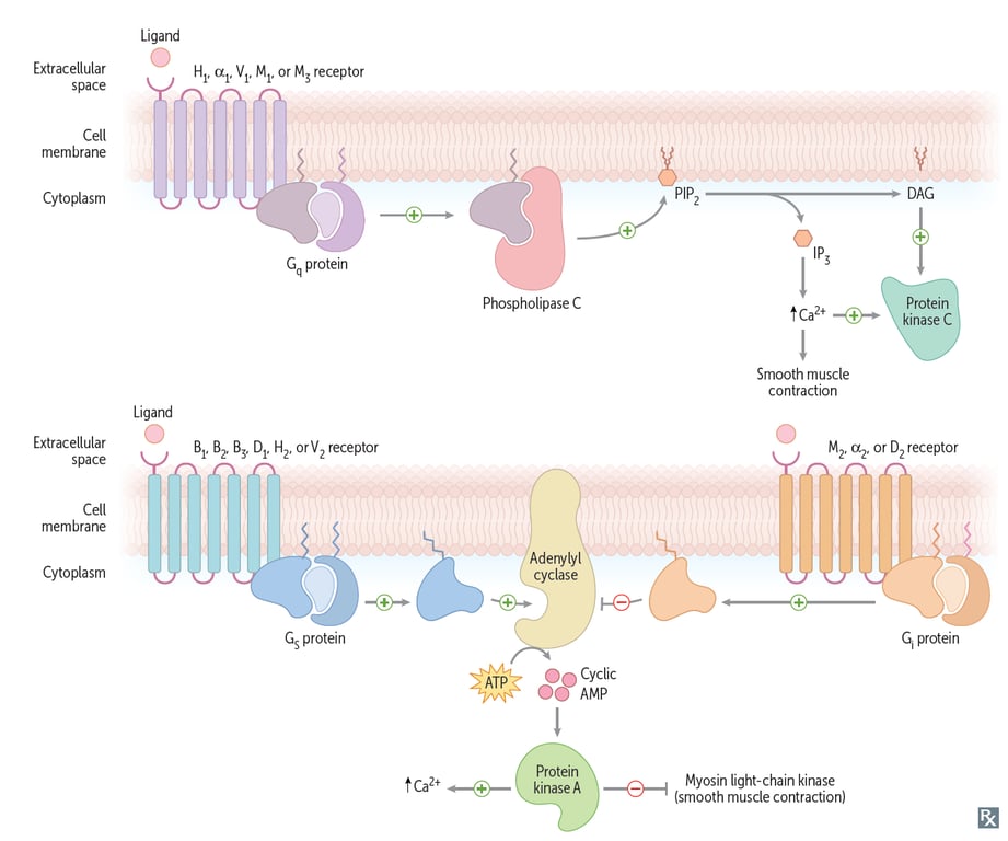 A diagram of a cell AI-generated content may be incorrect.