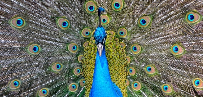 Comment se promouvoir sans paraître lourdingue ?