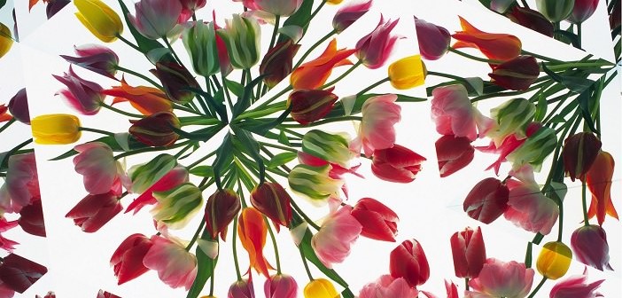 Comment vivre ses différentes passions ? Emilie Wapnick