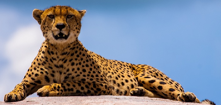 Est-il un guépard ? ( métaphore du surdoué)