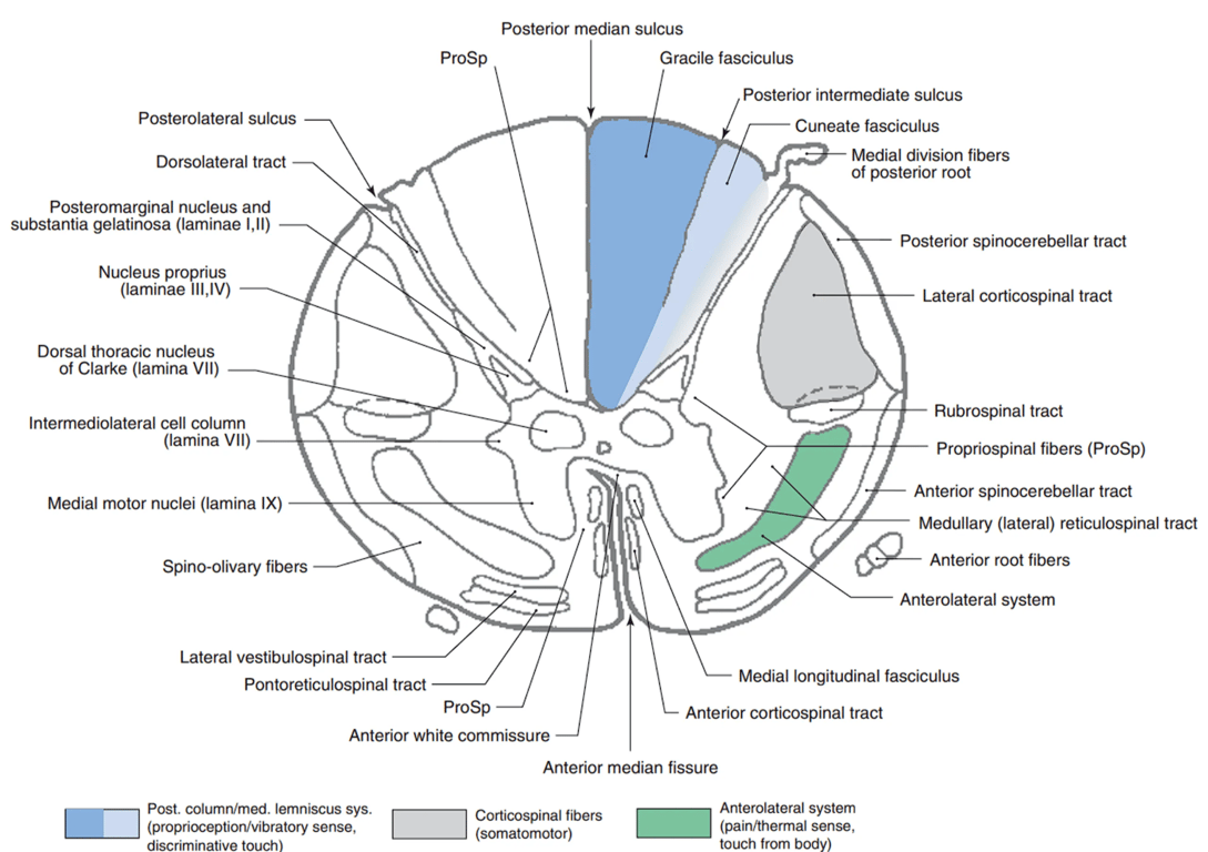 Transverse section of the spinal cord showing its characteristic appearance at thoracic levels (T4). The white matter appears large in relation to the rather diminutive amount of gray matter. Posterior and anterior horns are small, especially when compared to low cervical levels and to lumbar levels. The overall shape of the cord is round. The thoracic spinal cord appears round in CT myelogram.