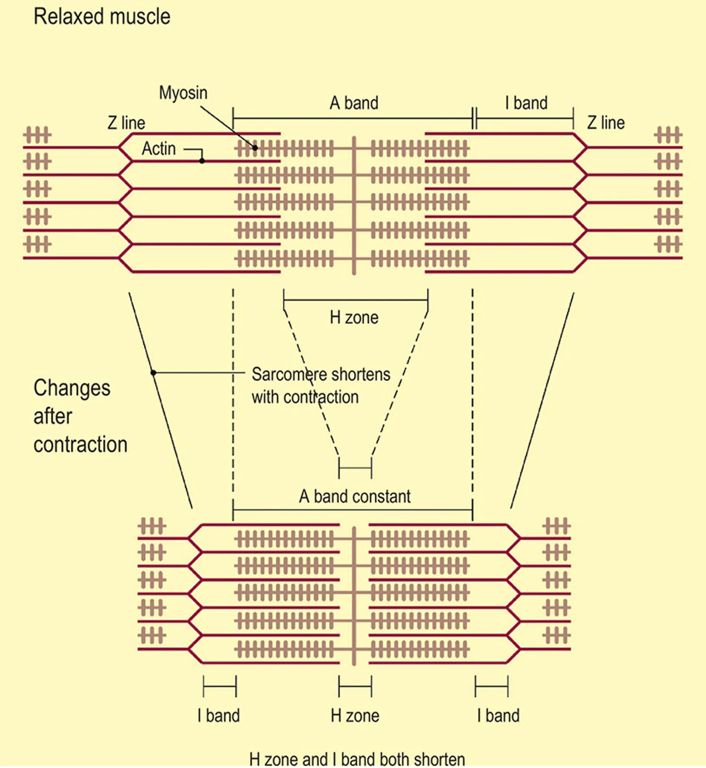 Banding patterns seen in striated muscle. Image from Wareham, AC, Physiology, Muscle, Anaesthesia & Intensive Care Medicine, 2014, 15(6); 279-281.