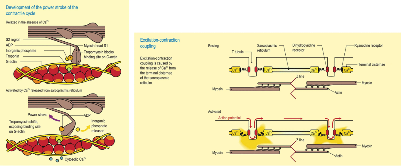 Image from Wareham, AC, Physiology, Muscle, Anaesthesia & Intensive Care Medicine, 2014, 15(6); 279-281.