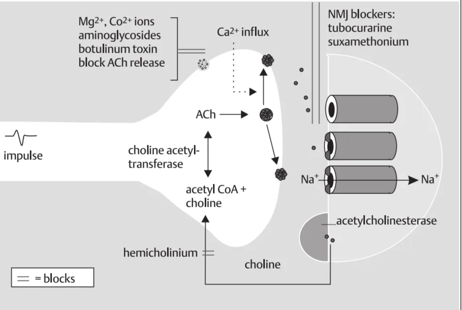 A diagram of a cell membrane AI-generated content may be incorrect.