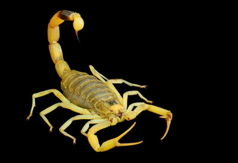 Deathstalker' Scorpion's Rapid Strike Caught on Film | Live Science