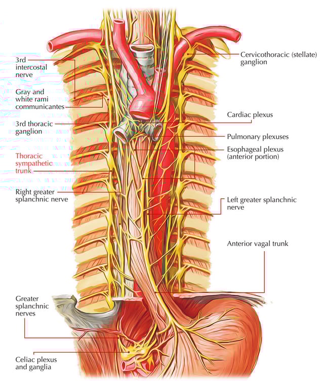 Thoracic Sympathetic Trunk – Course, Relations, Ganglia and Its Branches – Earth's Lab