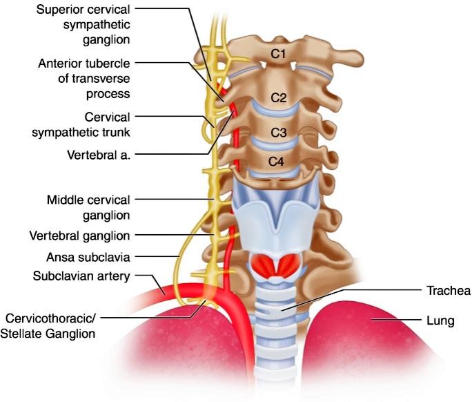 Superior cervical sympathetic ganglion Anterior tubercle of transverse process Cervical sympathetic trunk Vertebral a. Middle cervical ganglion Vertebral ganglion Ansa subclavia Subclavian artery Cervicothoracic/ Stellate Ganglion Trachea Lung 