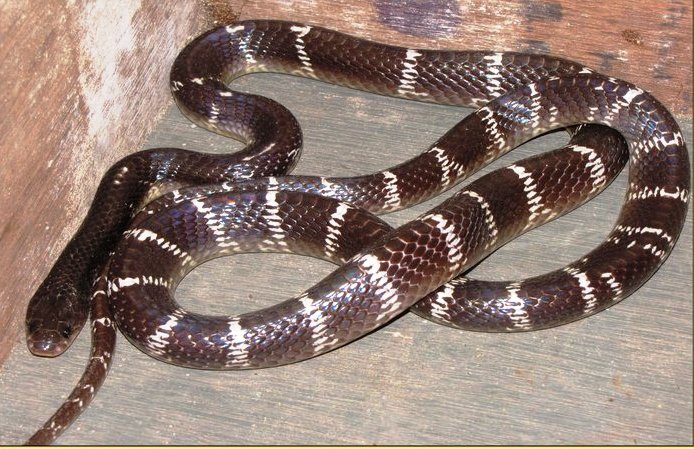 Common krait - Wikipedia