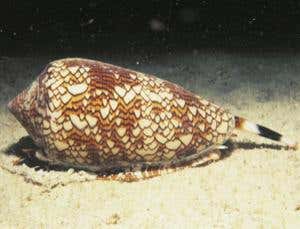 Zoologger: The snail that's bust a gut to become toxic | New Scientist